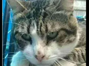 Gato raça srd idade 4 anos nome RAÍ