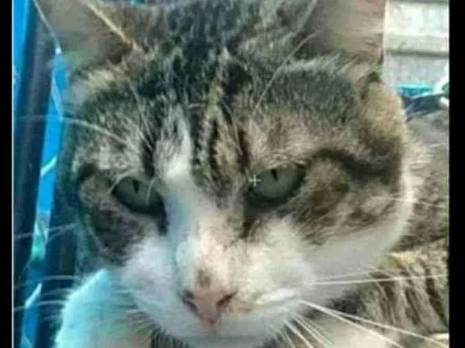 Gato ra a srd idade 4 anos nome RAÍ