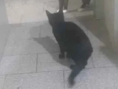 Gato raça Vira lata  idade 1 ano nome Sem nome 