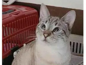 Gato raça srd tricolor idade 1 ano nome RAVÍ