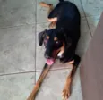 Maya