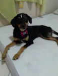 Maya