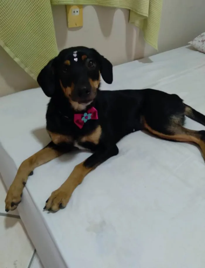 Cachorro raça SRD idade 1 ano nome Maya