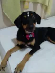 Maya