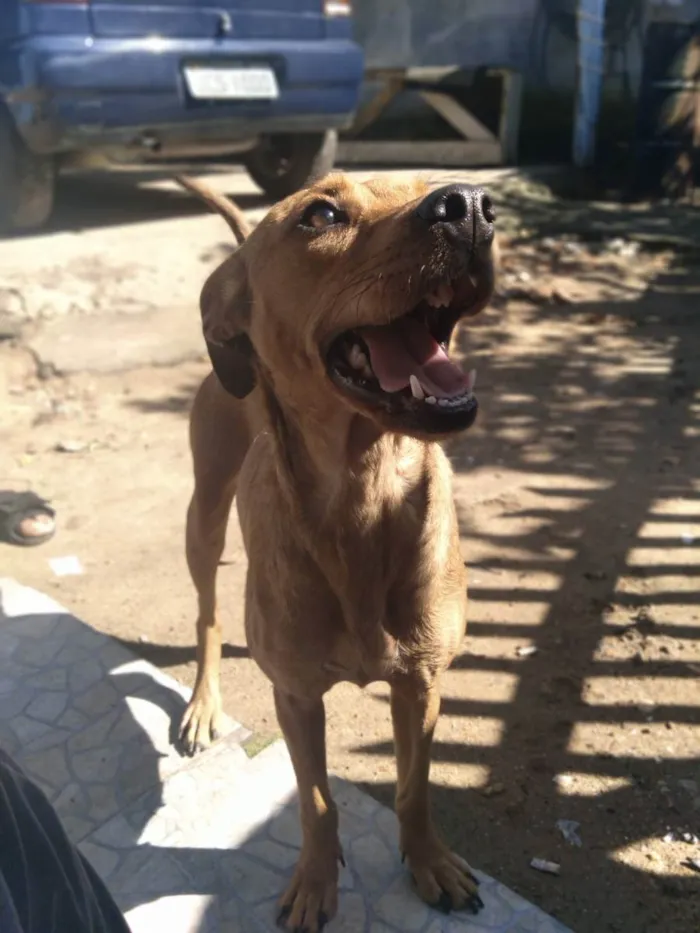 Cachorro ra a vira lata  idade 1 ano nome Lili