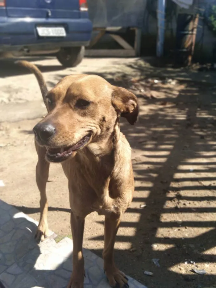 Cachorro ra a vira lata  idade 1 ano nome Lili