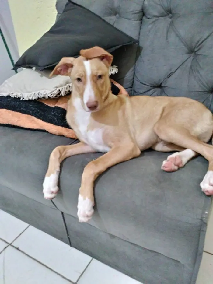 Cachorro ra a pitbull/viralata idade 7 a 11 meses nome Tobias