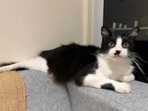 Gato raça  idade 2 anos nome Não sei 