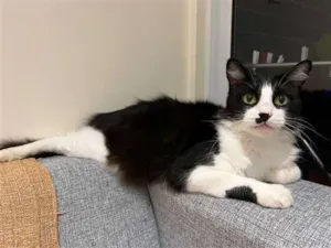 Gato raça  idade 2 anos nome Não sei 