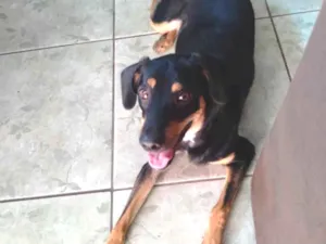 Cachorro raça SRD idade 1 ano nome Maya