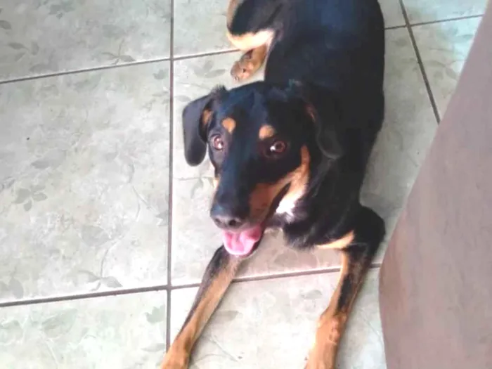 Cachorro raça SRD idade 1 ano nome Maya