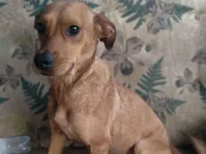 Cachorro raça vira lata  idade 1 ano nome Lili