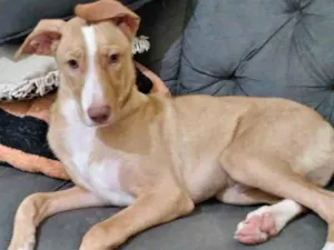 Cachorro raça pitbull/viralata idade 7 a 11 meses nome Tobias