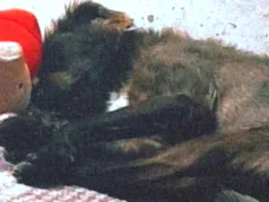 Cachorro raça Sem raça definida  idade 4 anos nome Pingo