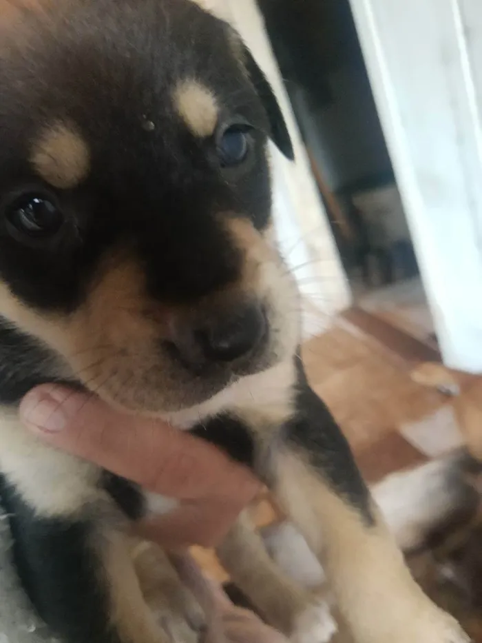 Cachorro ra a Sem raça definida  idade  nome Filhote 