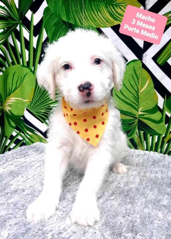 Cachorro raça Srd idade 2 a 6 meses nome Neve 