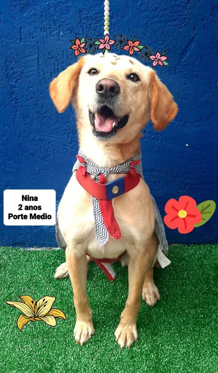 Cachorro raça Srd idade 2 anos nome Nina 