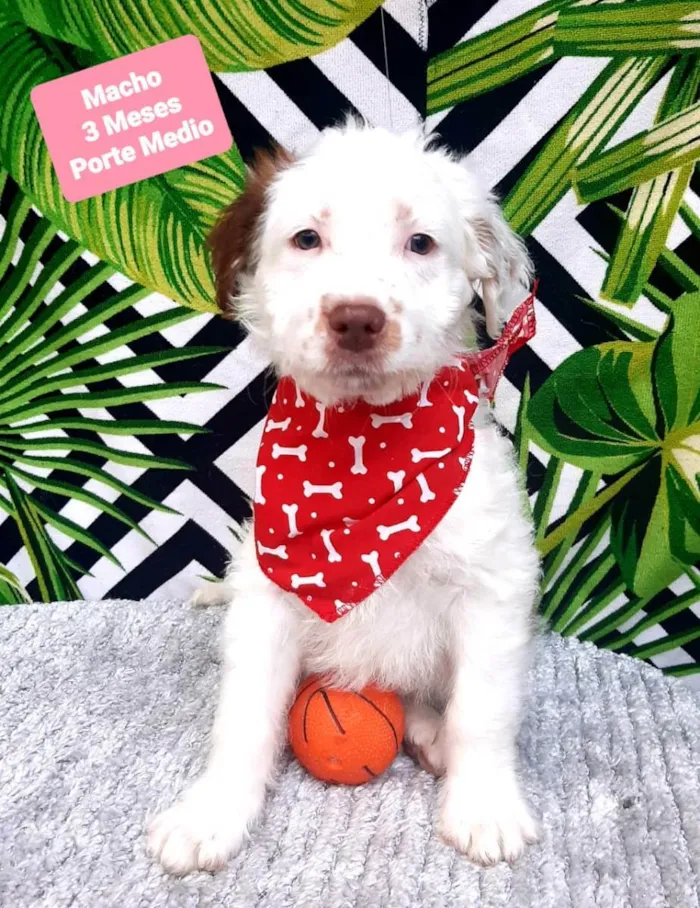 Cachorro raça Srd idade 2 a 6 meses nome Floquinho 