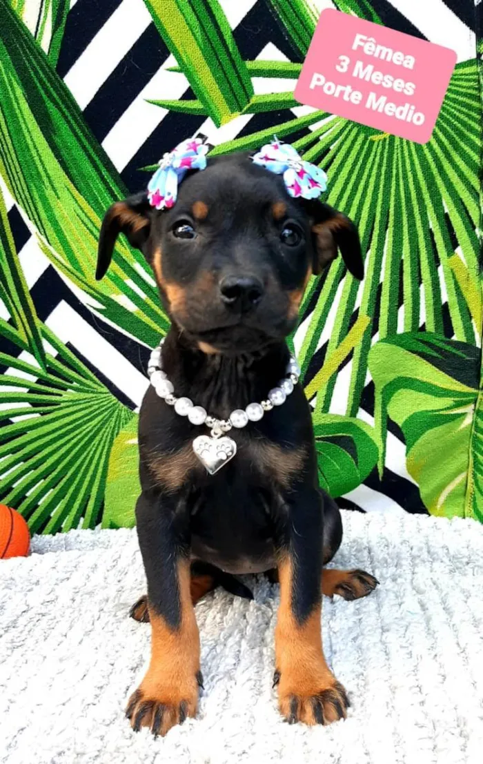 Cachorro raça Srd idade 2 a 6 meses nome Shakira 