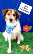 Cachorro raça Srd idade 2 anos nome Tody