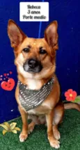 Cachorro raça Misturinha  de pastor alemão  idade 3 anos nome Rebeca 