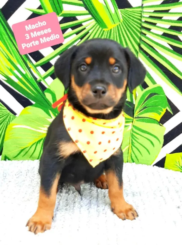 Cachorro raça Srd idade 2 a 6 meses nome Urso