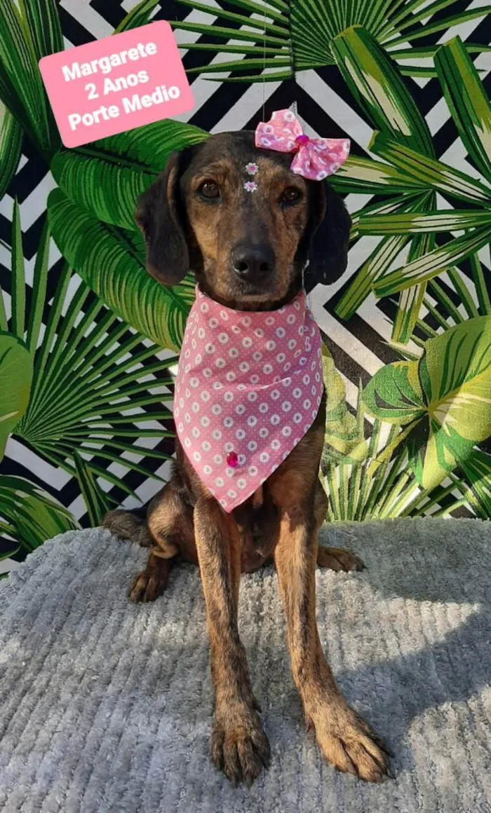 Cachorro raça Srd idade 2 anos nome Margarete 
