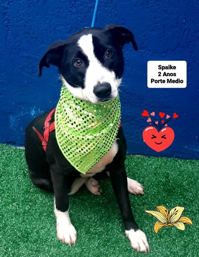 Cachorro raça Srd idade 2 anos nome Spaike 