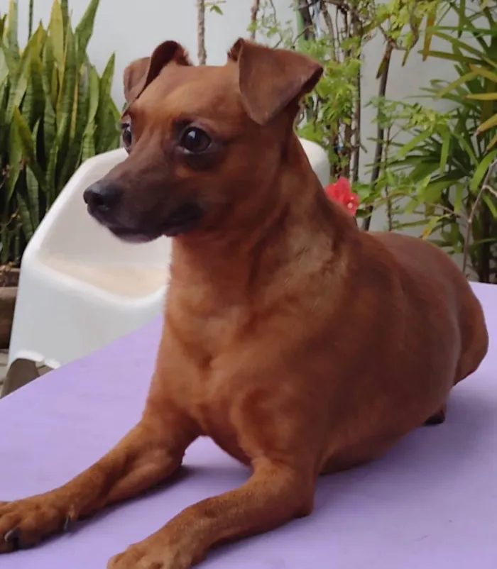 Cachorro ra a Pincher idade 3 anos nome  Rubinho