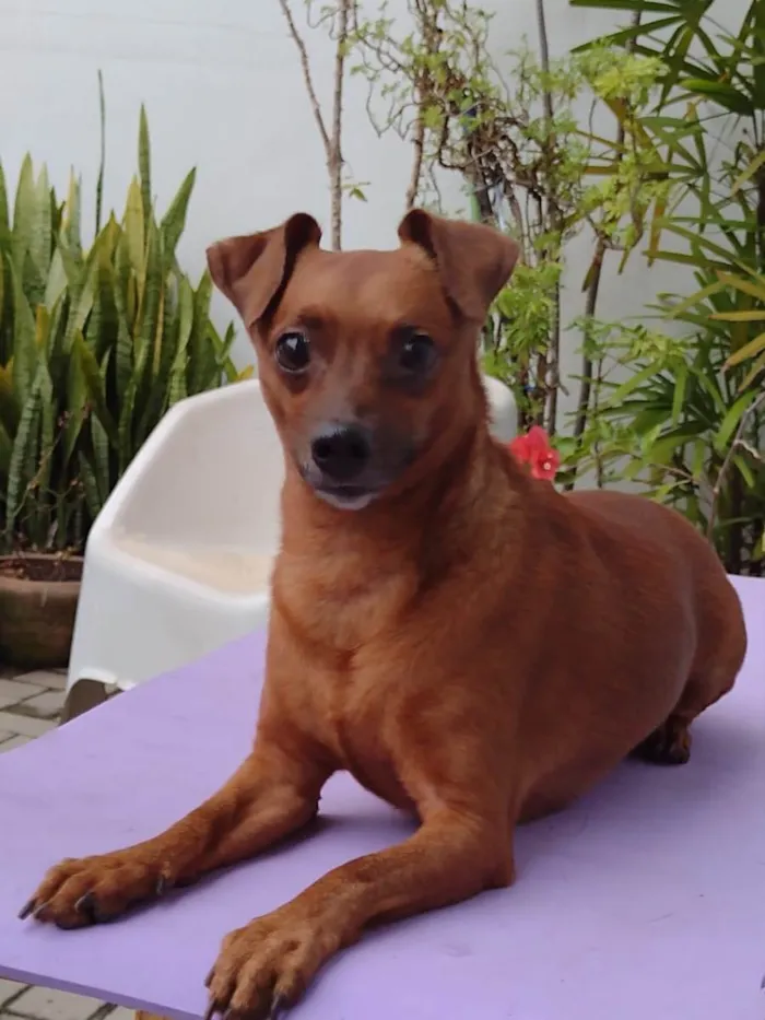 Cachorro ra a Pincher idade 3 anos nome  Rubinho