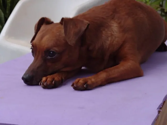 Cachorro ra a Pincher idade 3 anos nome  Rubinho