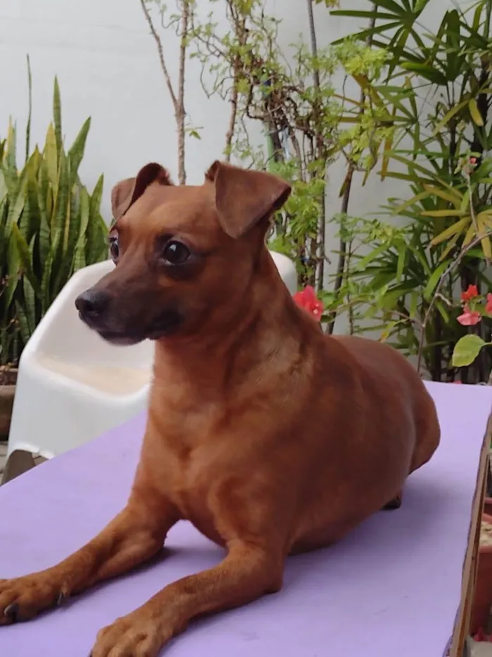 Cachorro ra a Pincher idade 3 anos nome  Rubinho