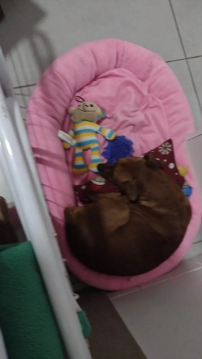 Cachorro ra a Pincher idade 3 anos nome  Rubinho