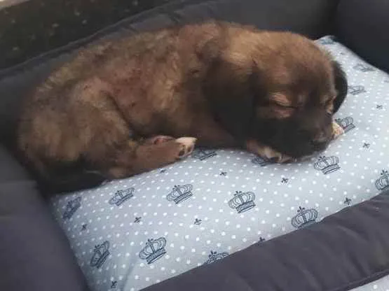 Cachorro ra a Vira lata  idade 2 a 6 meses nome Não tem