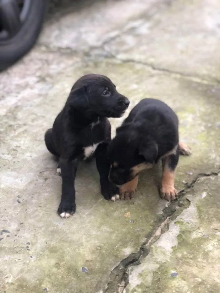 Cachorro ra a Sem raça idade Abaixo de 2 meses nome Filhas da Moana