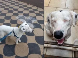 Cachorro raça Dálmata albina idade 7 a 11 meses nome Branquinha