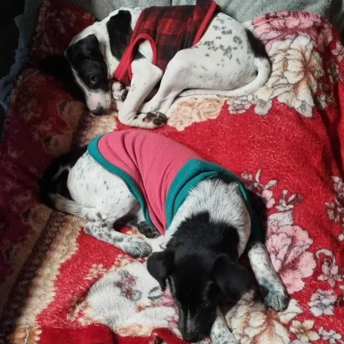 Cachorro ra a SRD idade 2 a 6 meses nome LANI