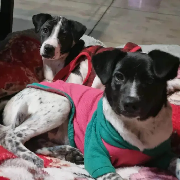Cachorro ra a SRD idade 2 a 6 meses nome LANI