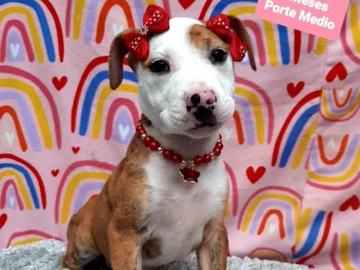 Cachorro raça Srd idade 2 a 6 meses nome Valentina 