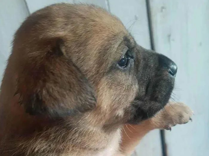 Cachorro ra a Sem raça definida  idade  nome Filhote 