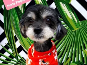 Cachorro raça Srd idade 2 anos nome Pingo