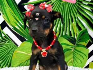 Cachorro raça Srd idade 2 a 6 meses nome Kiara 