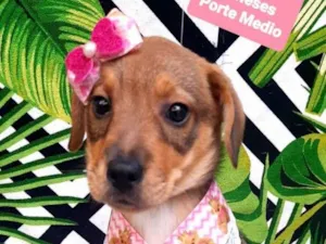 Cachorro raça Srd idade 2 a 6 meses nome Lua