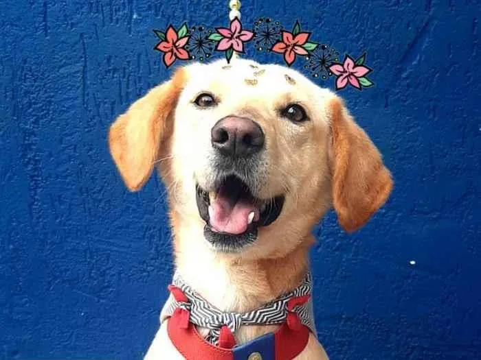Cachorro raça Srd idade 2 anos nome Nina 