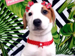 Cachorro raça Srd idade 2 a 6 meses nome Lívia 