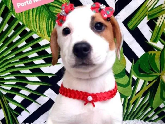 Cachorro raça Srd idade 2 a 6 meses nome Lívia 