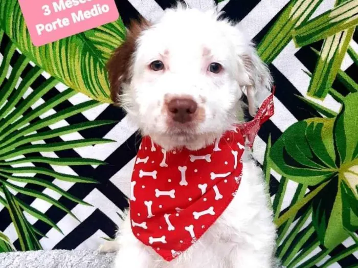 Cachorro raça Srd idade 2 a 6 meses nome Floquinho 