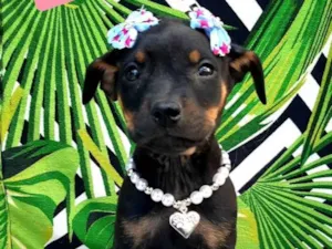 Cachorro raça Srd idade 2 a 6 meses nome Shakira 
