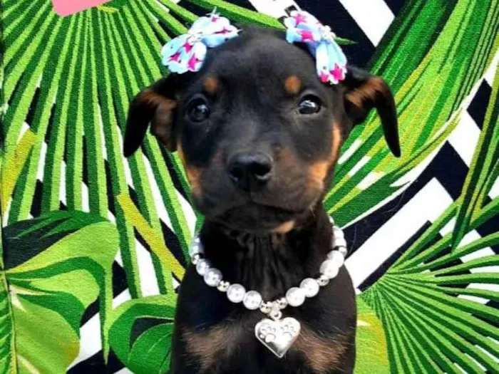 Cachorro raça Srd idade 2 a 6 meses nome Shakira 