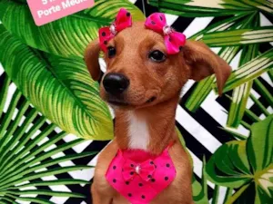 Cachorro raça Srd idade 2 a 6 meses nome Bia 